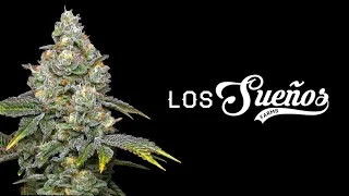 Unveiling the World's Biggest Outdoor Cannabis Farm: Canna Cribs Episode 4 - Los Sueños Farms