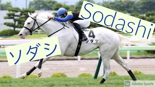 Race horse Edit: ソダシ Sodashi ~ Big Bad Wolf