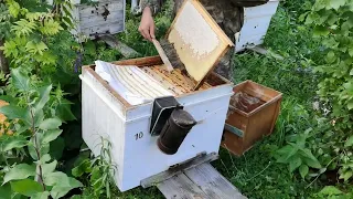 Откачиваем мёд с роев 2022 года