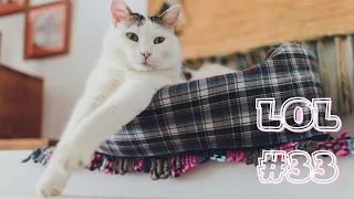 🤣СМЕШНЫЕ КОШКИ 2022 И ДРУГИЕ ЖИВОТНЫЕ😸Смешные Кошки Приколы с Кошками собаками #33 Funny cats video