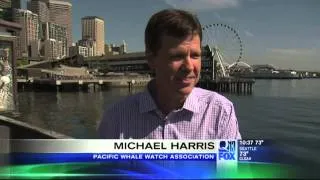 "Springer the Orca is a Mom!" / Q13 FOX News 7/8/13