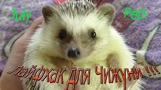 Африканский еж ! Лайфхаки и Игрушки для ежей !