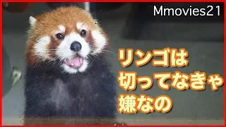 リンゴは切ってほしい円実お嬢様　レッサーパンダ Red Panda