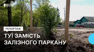 Дерева замість паркану: у Новгороді-Сіверському висадили 200 туй у міському парку