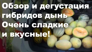 Обзор и дегустация гибридов дынь. Очень сладкие и вкусные!