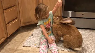 3-Year-Old Girl and Giant Rabbit Get Into Trouble Together