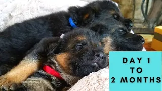 German Shepherd Puppies Growing Up