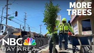 City plants dozens of trees to increase shade, beautify San Jose neighborhood