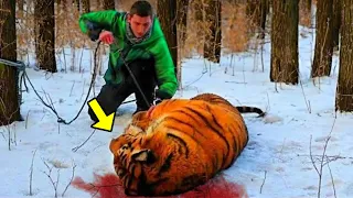 Un Hombre Ayuda A Un Tigre Moribundo. ¡Lo Que Ocurre A Continuación Es Increíble!