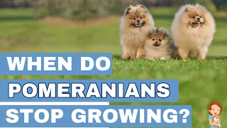 Pomeranian Growth Guide: From Puppy to Adult Size