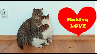 Crazy Cats Making Love All day Long- Cats Mating Like Crazy