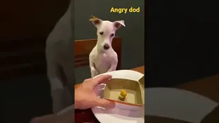 Angry Dog with his owner for food🙄🙄🙄