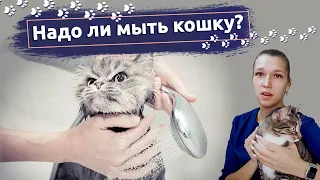 Советы ветеринаров: Нужно ли мыть кошку и как часто можно её купать