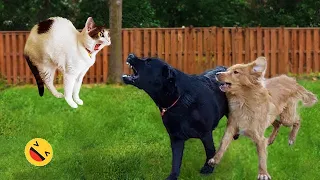 Funniest Animals 2024 🤣😅 New Funny Cats and Dogs Videos 😸🐶 Part 34