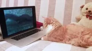 Cat is watching cartoons Кіт дивиться мультики Кот смотрит мультики