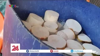 Rùng mình những quả dừa trắng nõn | VTV24