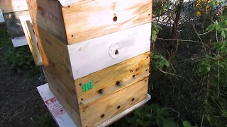 весеннее расширение расплодного гнезда пчел, одной вощиной, без использовании суши - часть 2