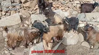 4 Male Goats Matching With One Female Goat Male Goats Very Angry Withanother And Fight#top quality