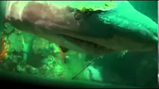 Акула просила помощи у людей  Дайверы спасли акулу   Редкие кадры1