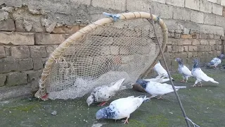 Amazing Very Easy Bird Trap | Pigeon Trap | How To Catch Pigeon At Home.