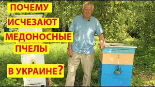 Почему Исчезают Пчелы на Украинских Пасеках? Особенности Улья Василия Приятеленко из Киева.