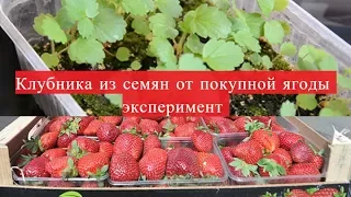 Клубника из семян от покупной ягоды. Эксперимент