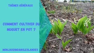 Comment cultiver du muguet en pot ? - Monjardindansleslandes