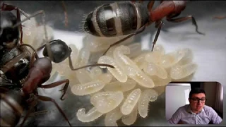 Отрывок видеолекции "Как зимуют насекомые?"