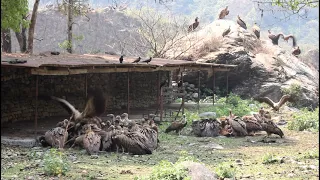 Observing feeding Behaviour of Vulture | Ghachowk Vulture Restaurant | Kaski, Nepal