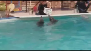 Дельфинарий в Грозном