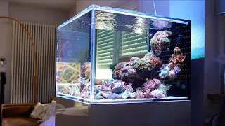 WOW!! - Epic coral reef tank 4K *high quality*