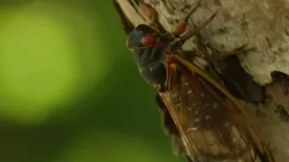 'Glad they only come once every 17 years': Cicadas emerge in Ann Arbor