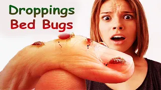 Bed Bugs - How to Identify Bed Bug Droppings