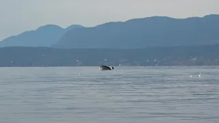 Humpback Whales Lunge Feeding Vancouver Island