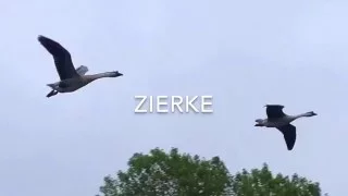 Domestic Geese Flying