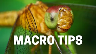 Insect Macro Photography - My Simple Technique Fully Explained