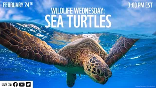 Wildlife Wednesday: Let's Talk Sea Turtles