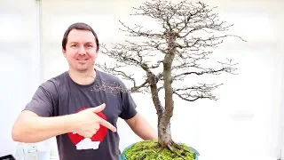 Repotting Bonsai European Hornbeam #1 (Mar, 2019)