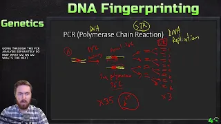 STR (Short Tandem Repeat) Analysis and DNA Fingerprinting Example | Genetics