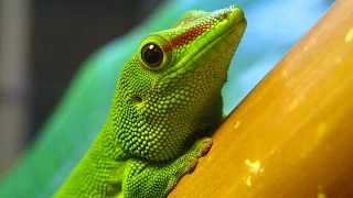 Содержание Фельзумы | Дневной мадагаскарский геккон | Phelsuma grandis