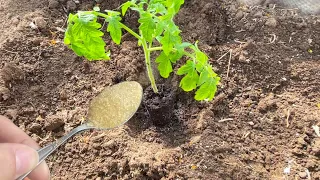 КИНЬТЕ ЭТО В ЛУНКУ ПРИ ПОСАДКЕ ТОМАТОВ и они сразу пойдут в рост и дадут большой ранний урожай