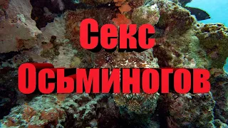 #octopus #осьминог Брачные игры осьминогов. Mating games  octopuses