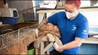 Shop of horrors: 150 exotic animals rescued from severe neglect