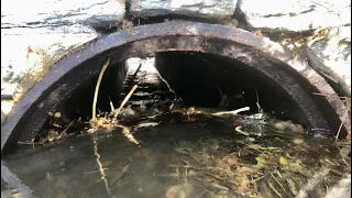 Unclogging Culvert Pipe Blocked By Beavers. Draining Huge Amount Of Water !
