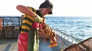 Cray Fishing in the Chatham Islands