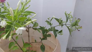 Jasmine flower care tips/nithyamalli (Tamil)