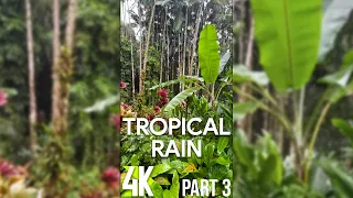 4K Tropical Hawaiian Rain for Vertical Screens - Relaxing Rain Therapy + Tropical Birds Chirping #3