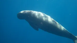 Sea cow. Морская корова. Dugong