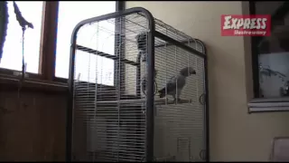 Papuga klnie jak szewc