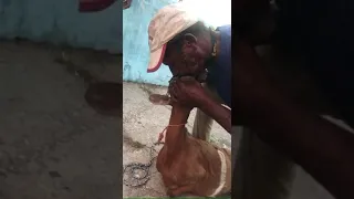 Man rescue goat